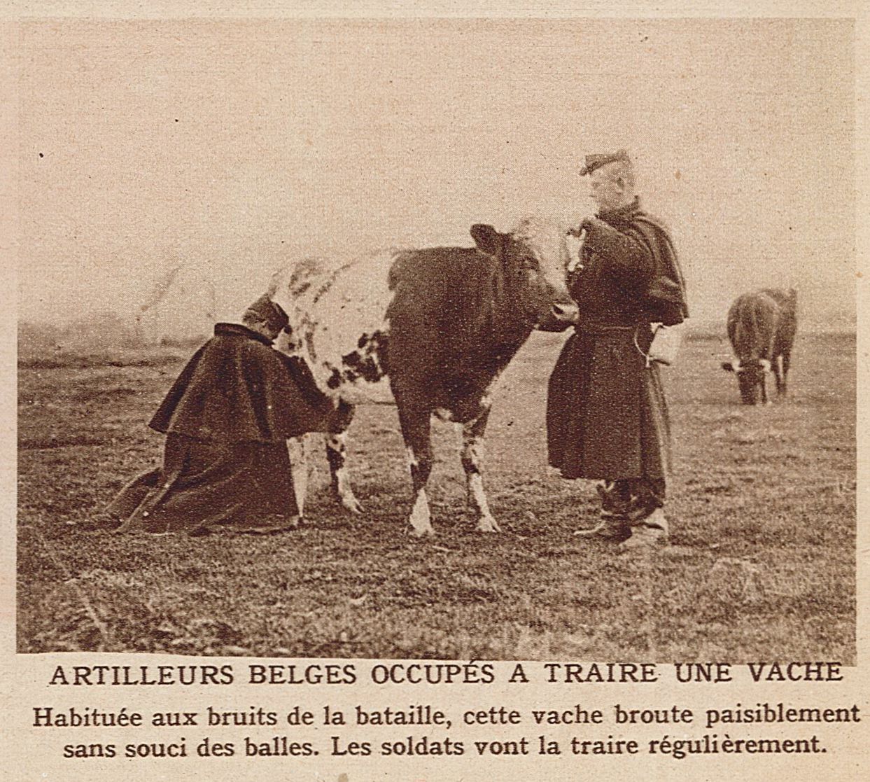 Artilleurs belges occupés à traire une vache