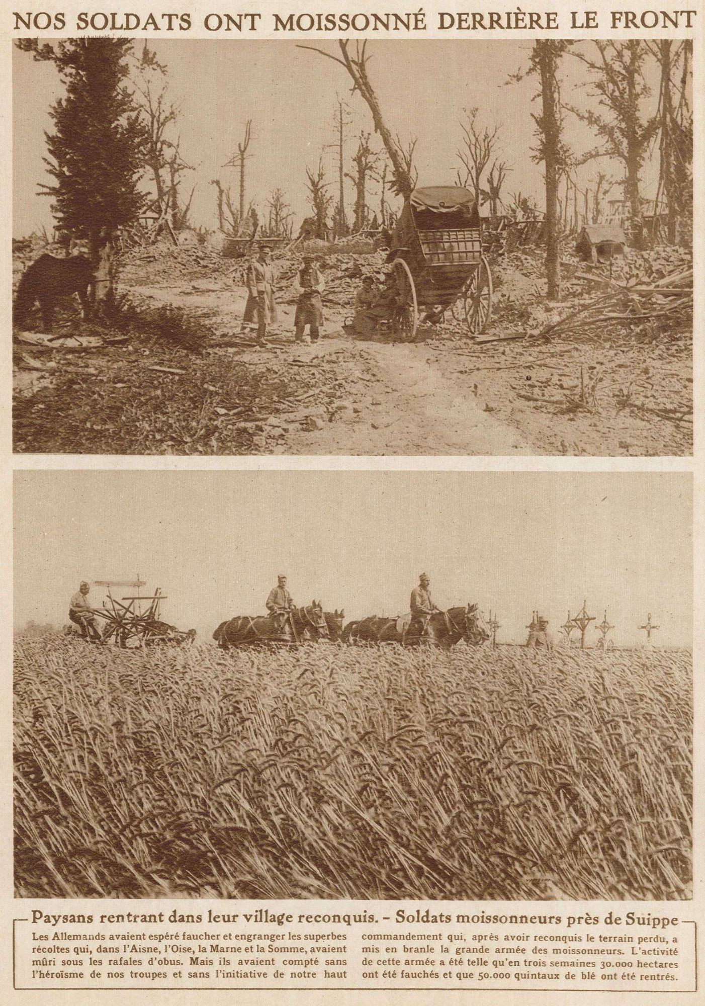 Nos soldats ont moissonné derrière le front